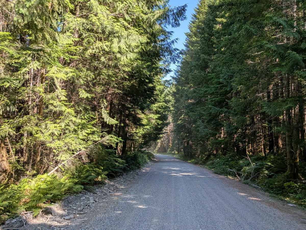 Gold River Road trail photo