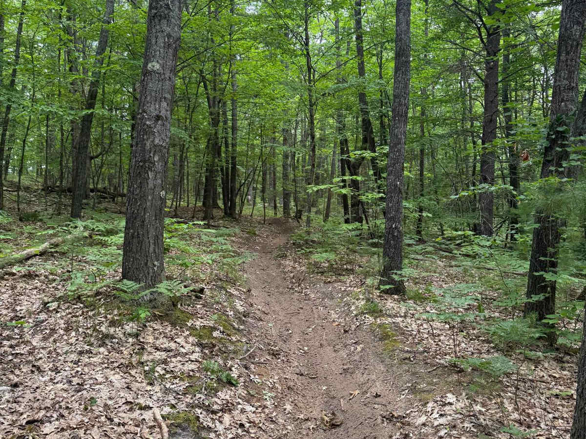 North Missaukee Central Singletrack photo 2
