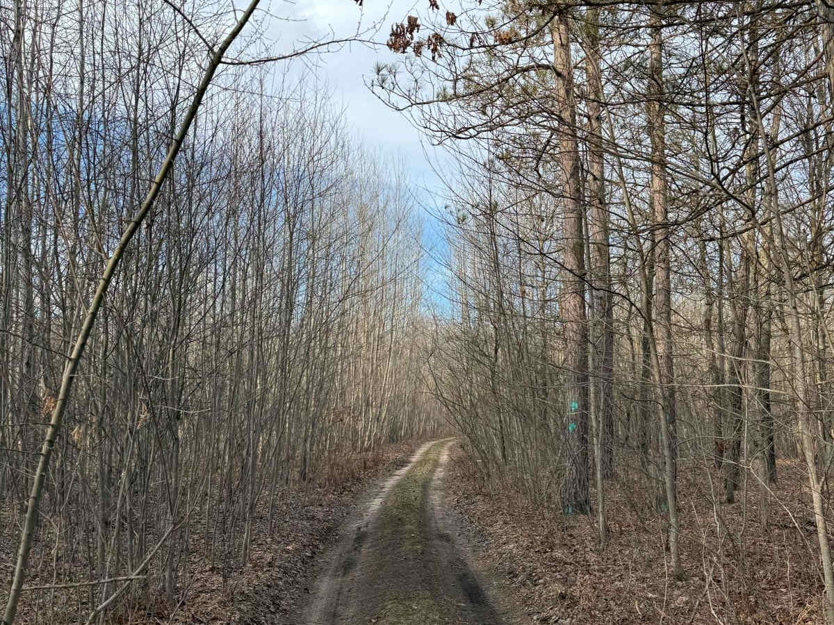 NFS 6037 trail photo