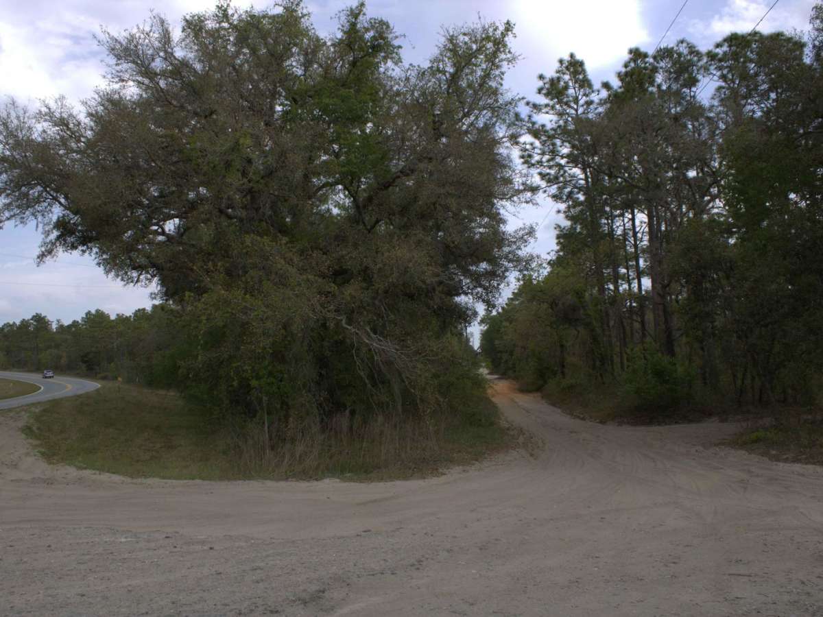 Citrus Wildlife Management | Trail 17 photo 3