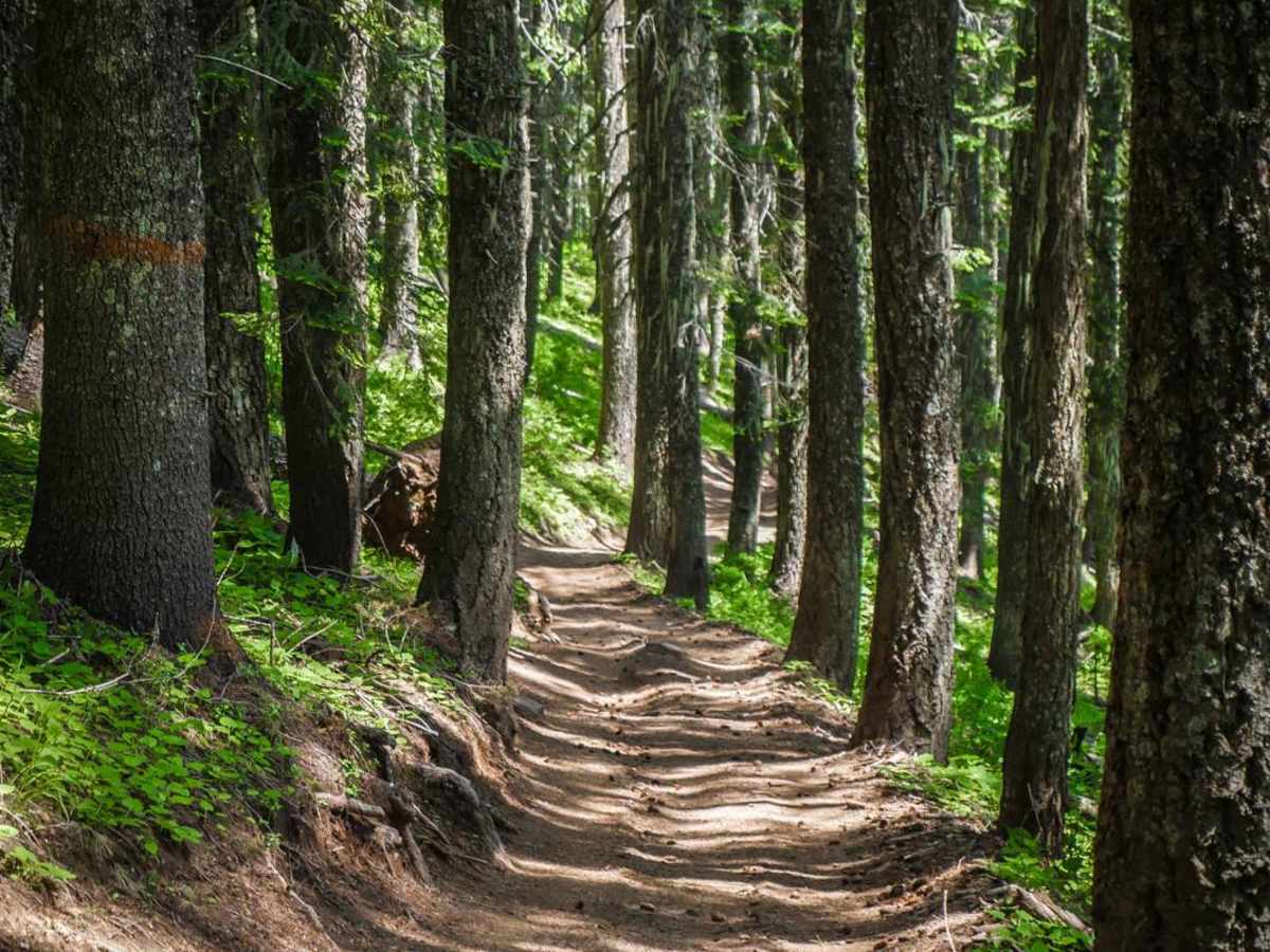 Beason Meadows ATV photo 2