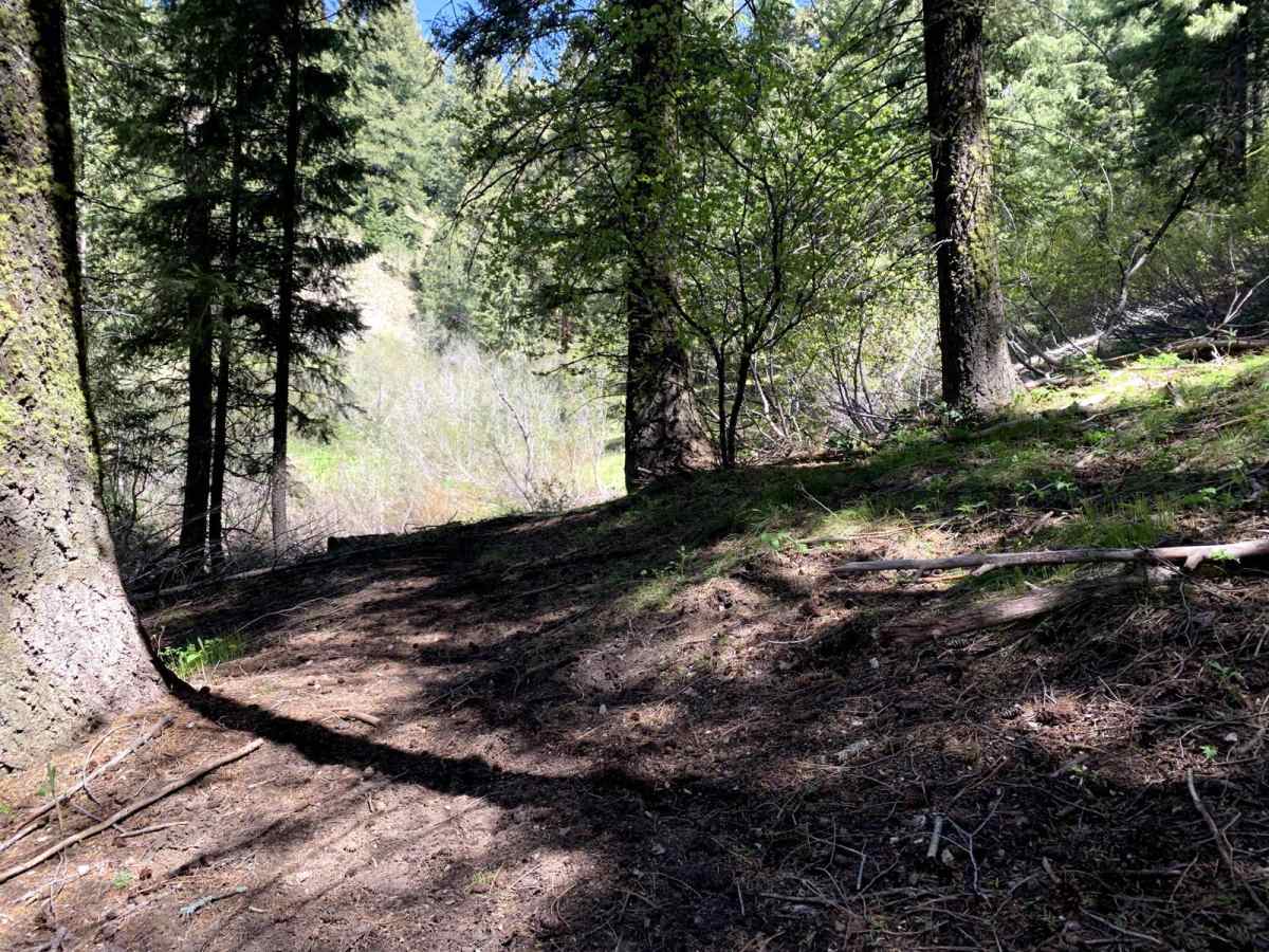 North Fork Deer Creek photo 6
