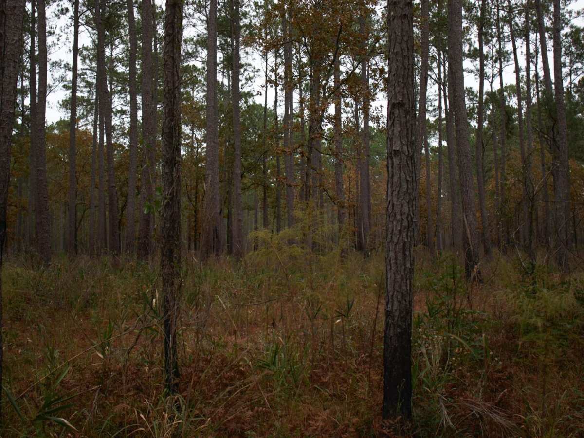 Donnelly WMA PT.2 photo 4