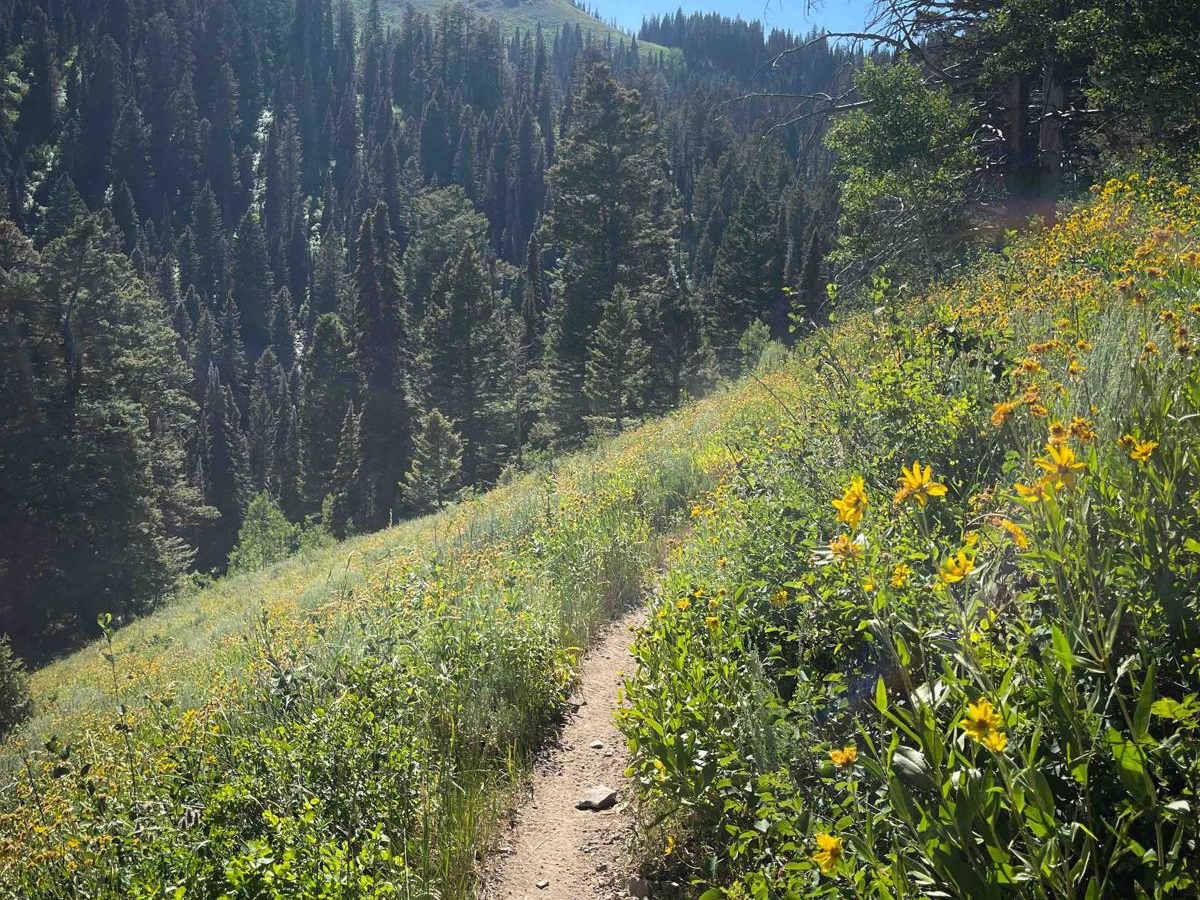 Mahogany trail photo