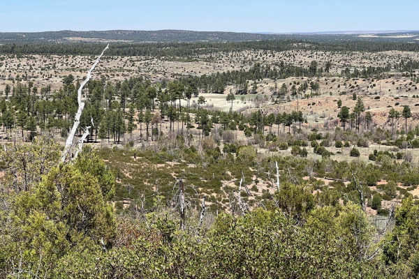 Fir Point View