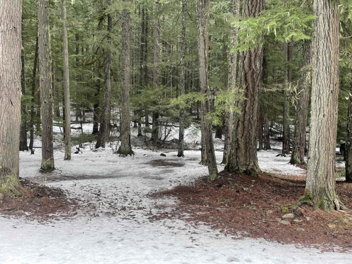 National Forest Development Road 4660 photo 6
