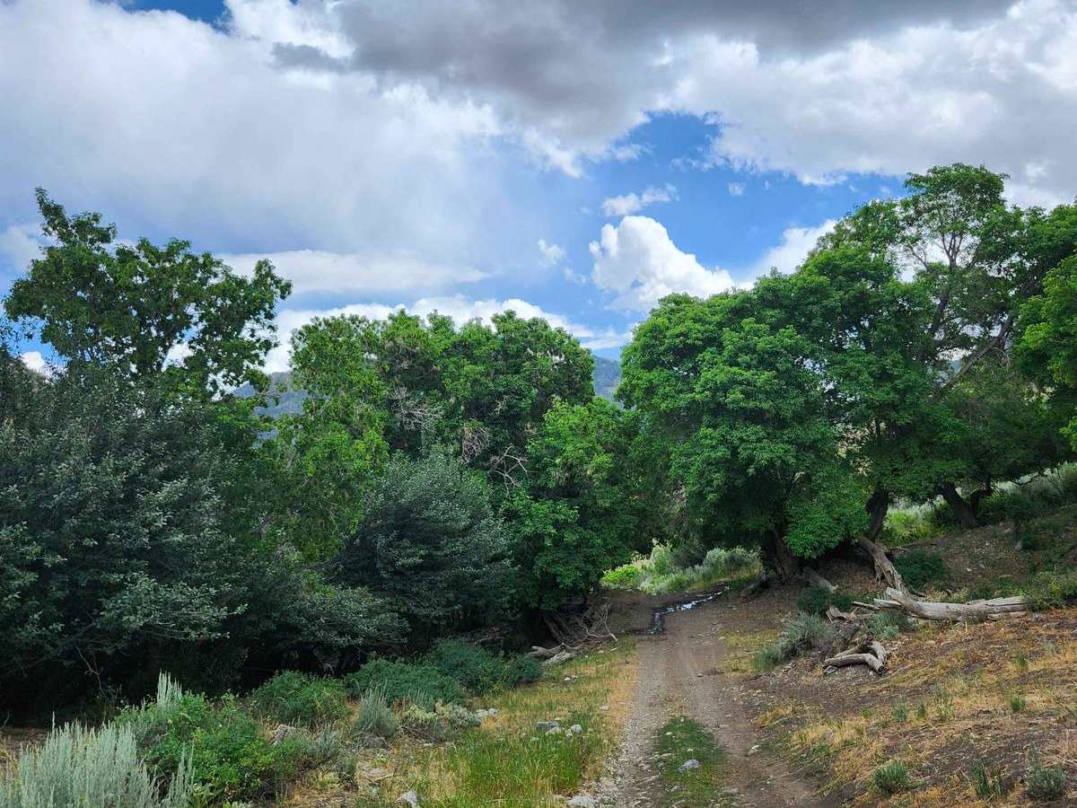Bear Fork trail photo