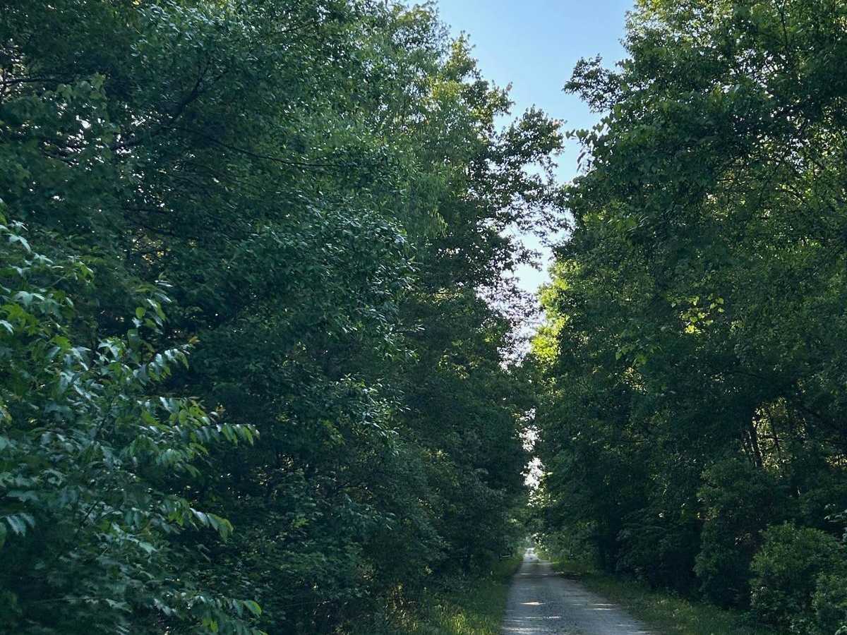 Cooter Creek - FSR 224 photo 5