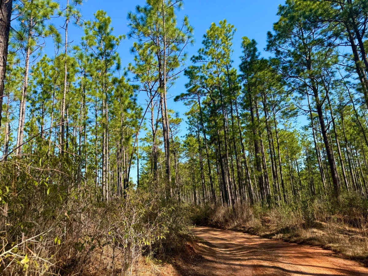 Florida State R78 trail photo