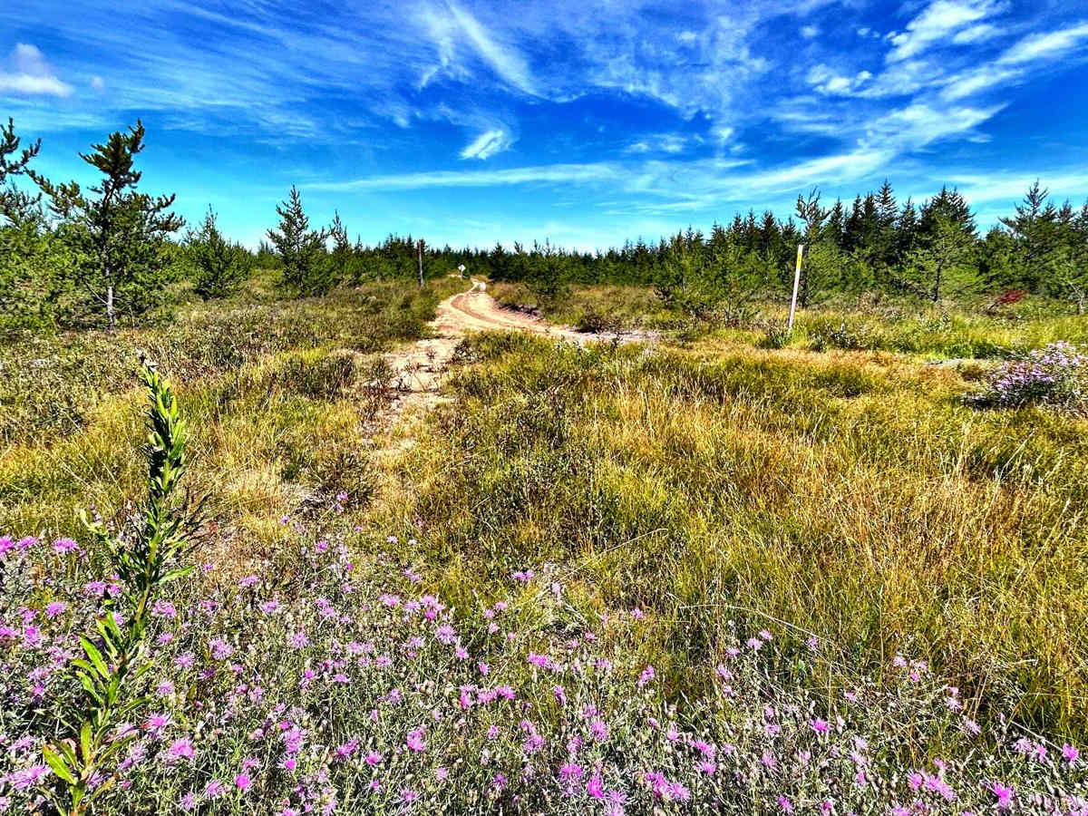 Baraga Plains North Loop photo 2