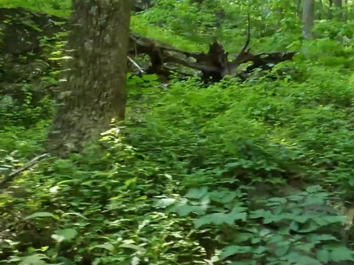 Shaws Fork photo 2