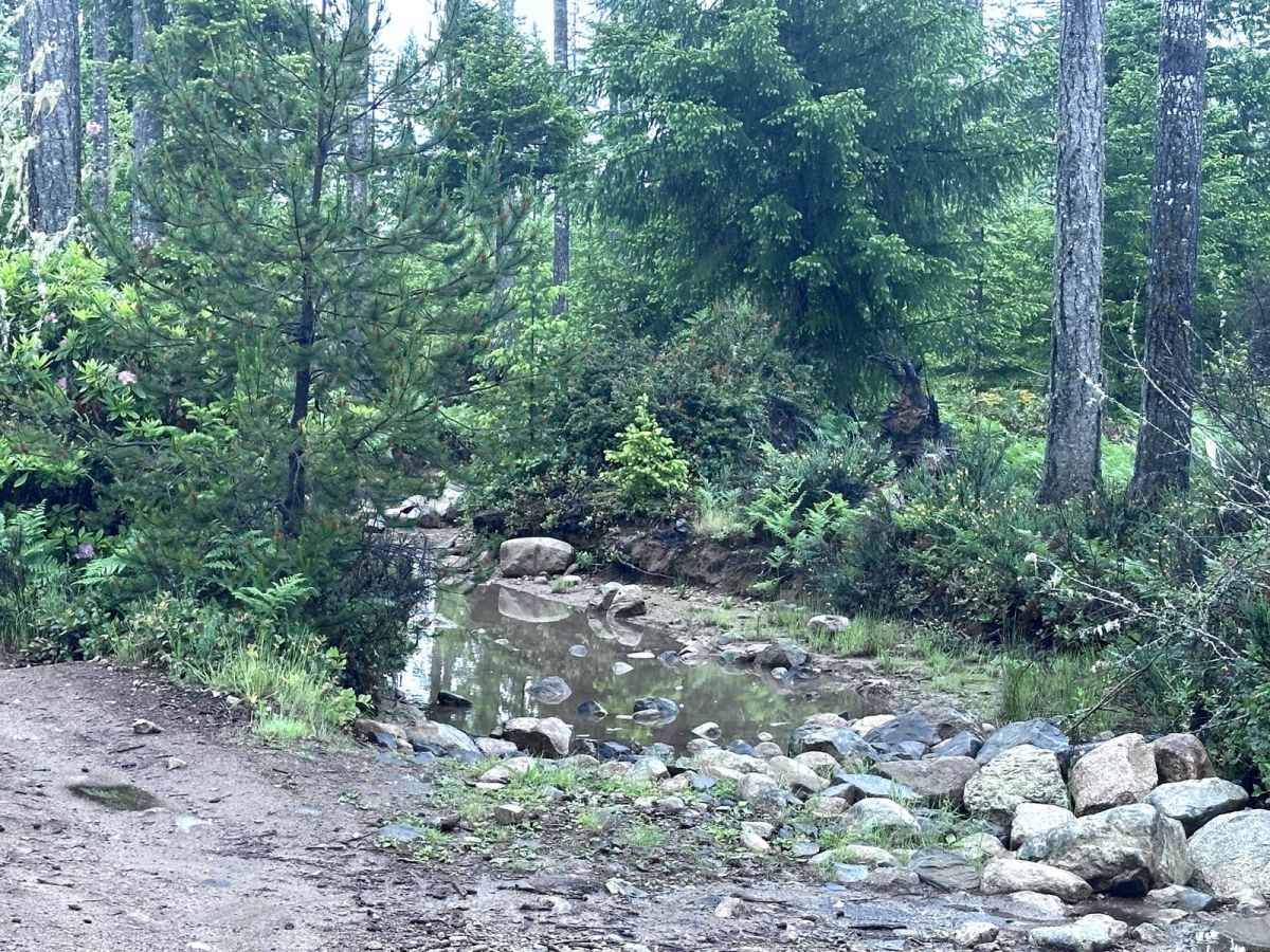 84 N Trail photo 6