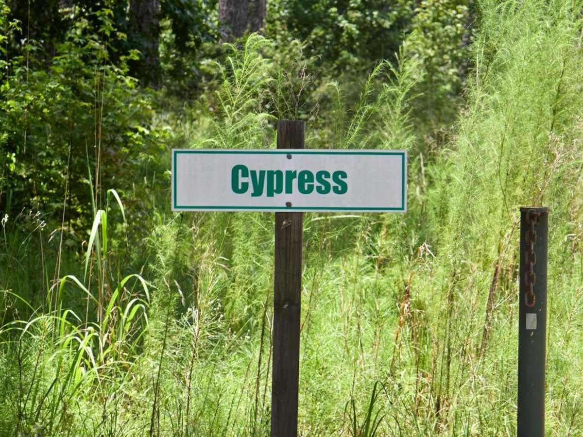 Cypress Swamp Trail trail photo
