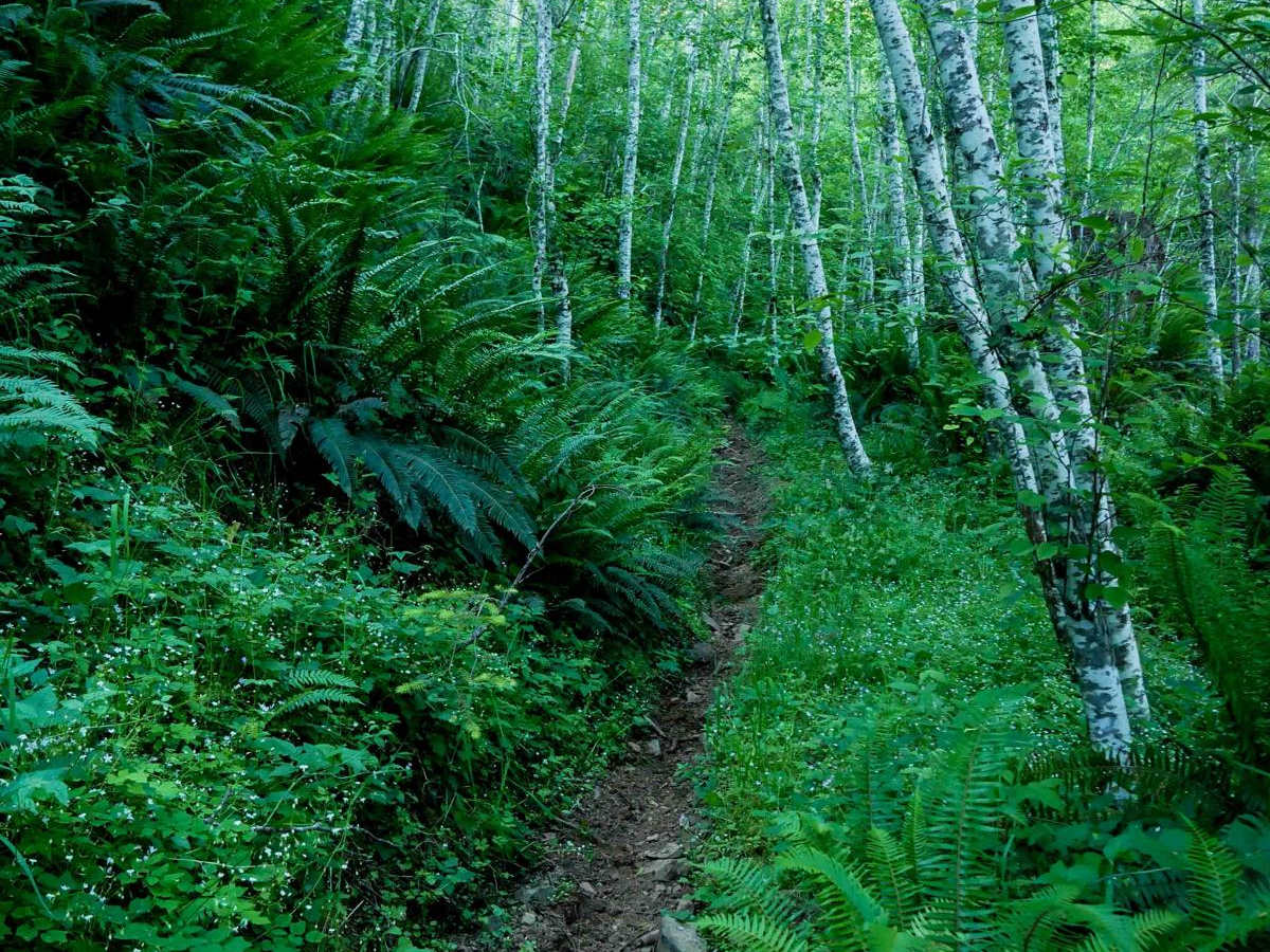 #62 (Part 1) trail photo