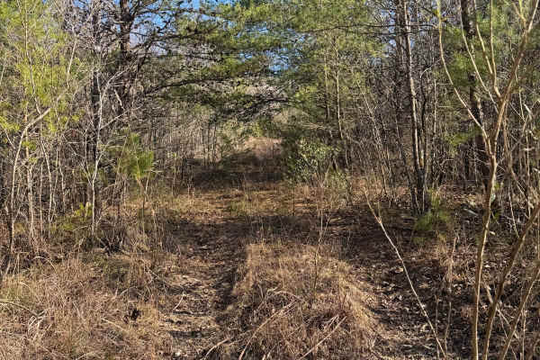 #106 The Bush