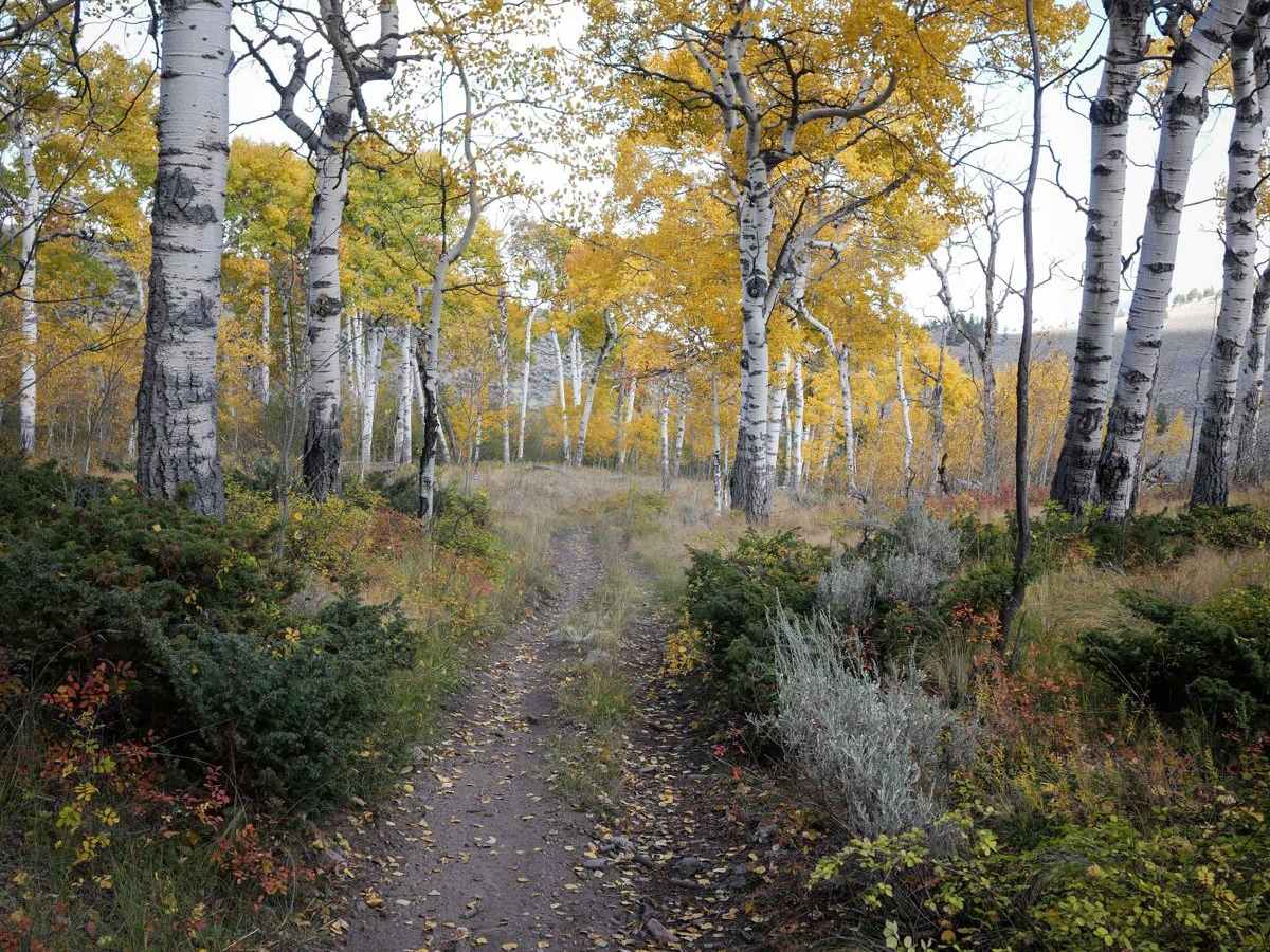 Left Hand ATV Trail photo 6