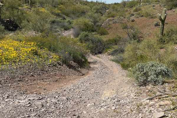 Javelina Mountain Trail