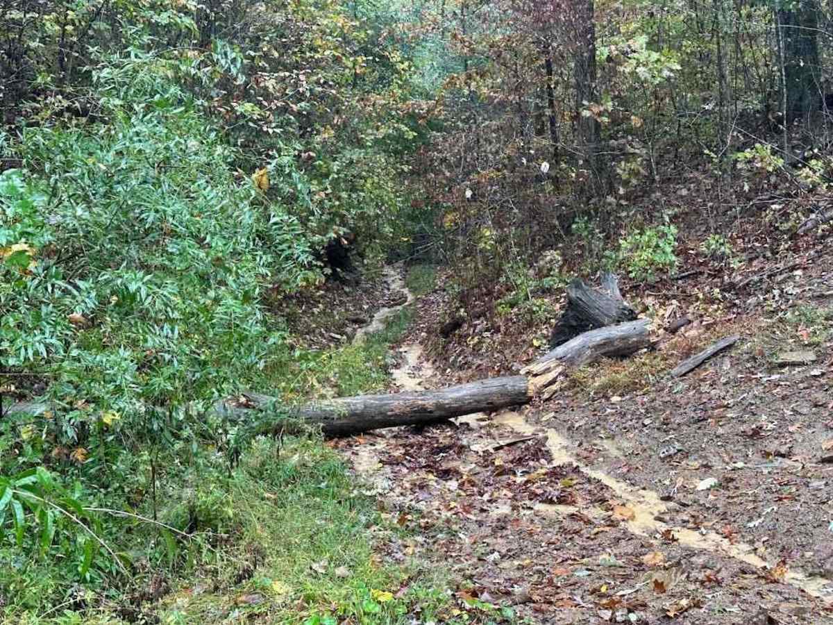 81 Black - A trail photo