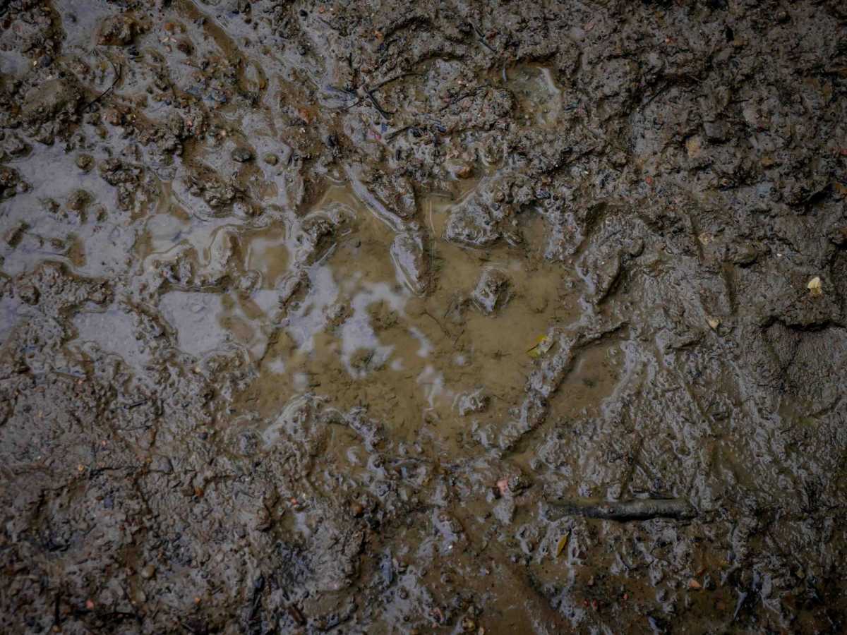 IB 54 photo 6