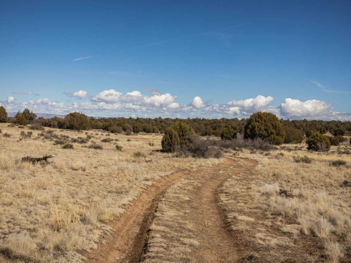 Javelina Flow photo 5