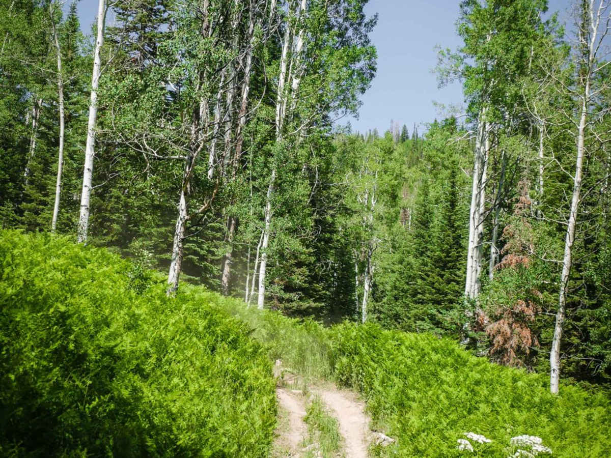 Ellis Trail South photo 6