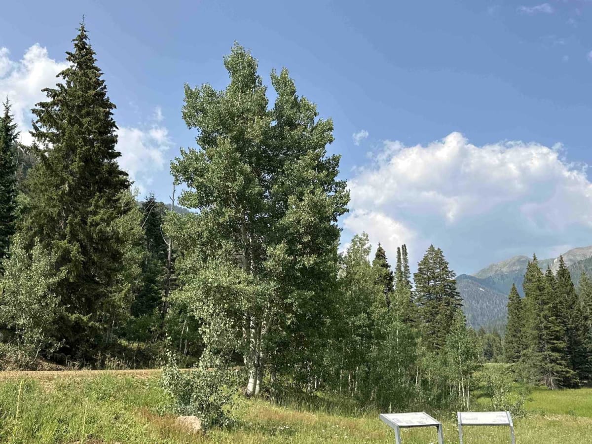 La Plata Canyon/CR 124 photo 3