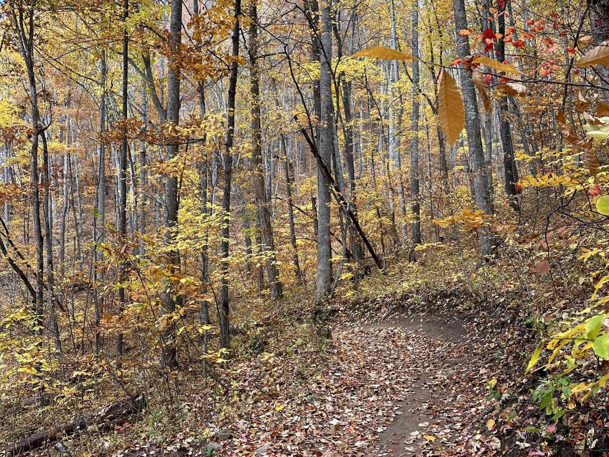 Trail 1 - Wayehutta Loop photo 2
