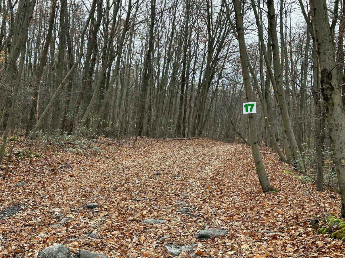 17 Green photo 5