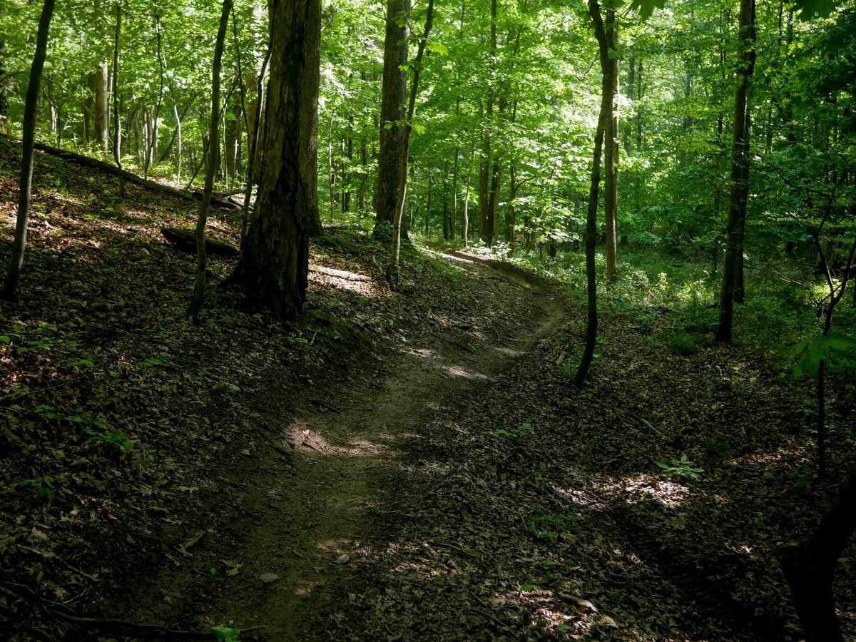 Single Track 3 photo 4