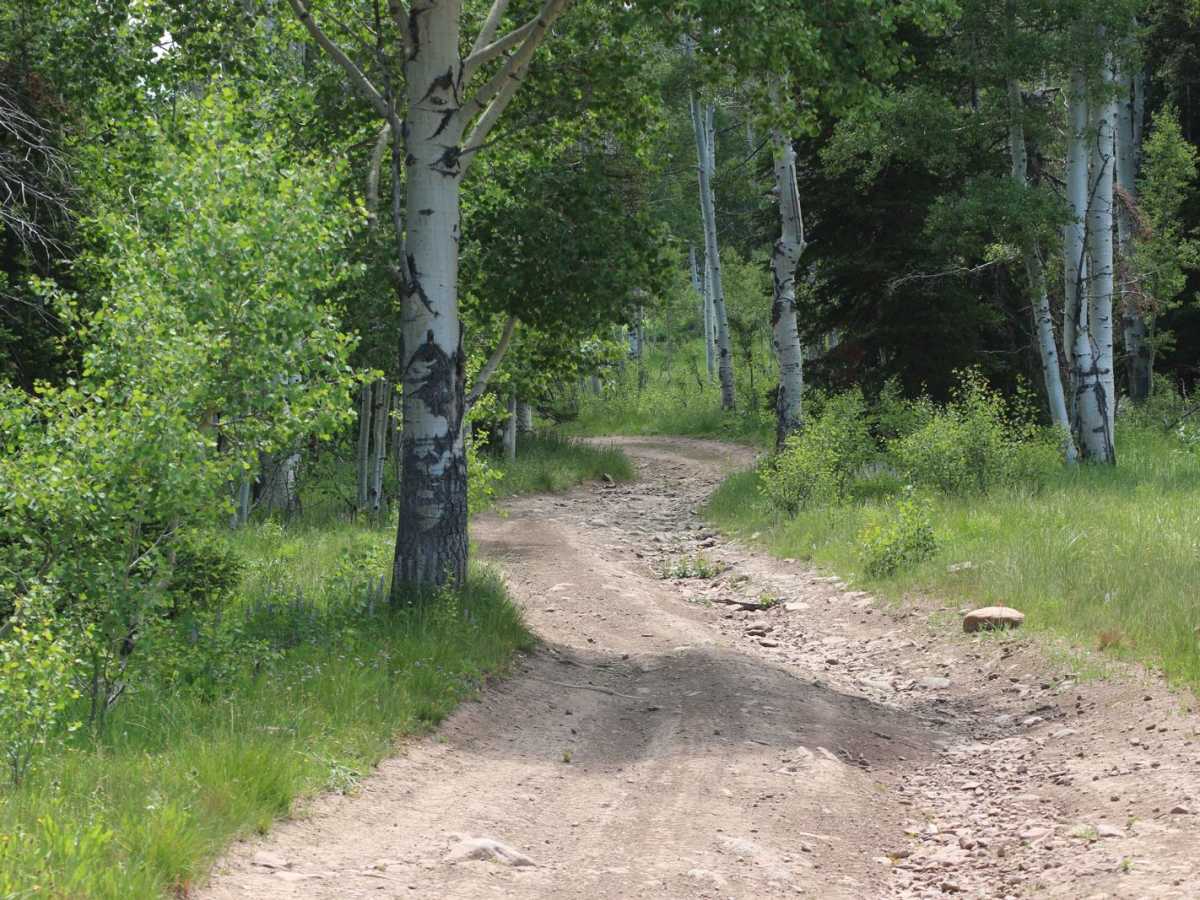 Buck Camp Hollow - FS 70439 photo 3