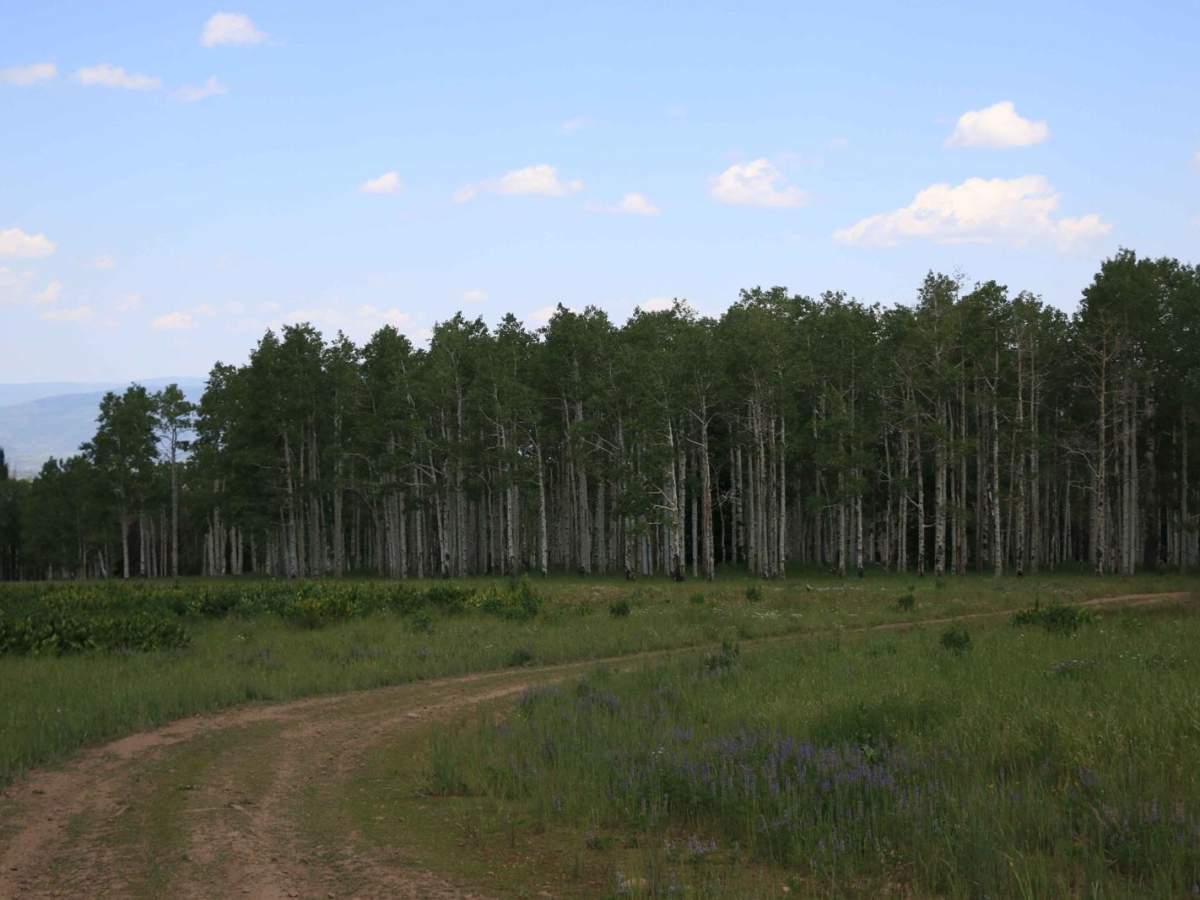 Buck Camp Hollow - FS 70439 photo 5
