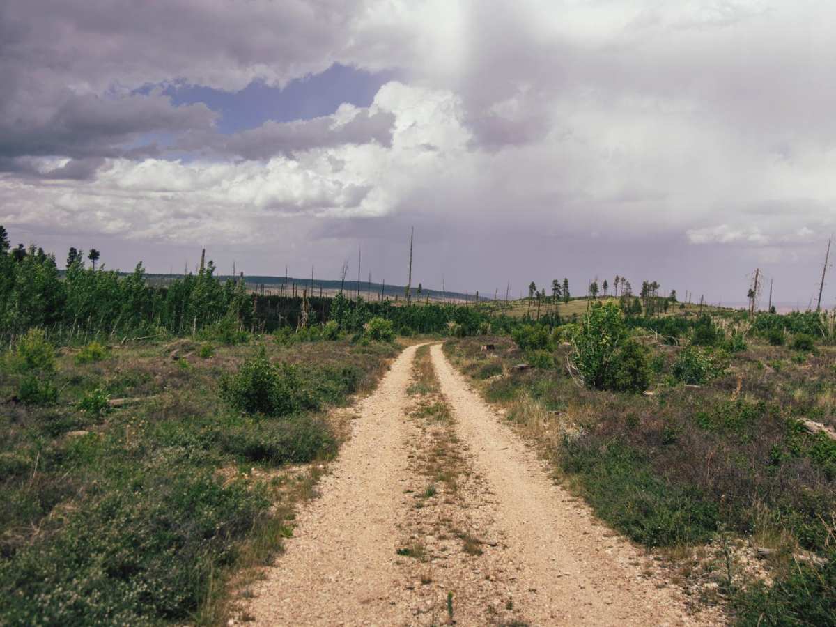4169/Red Point photo 2
