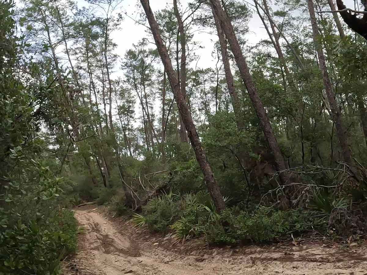 FS 221 B trail photo