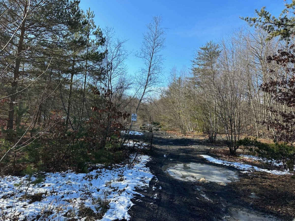 Locust Gap 19 photo 4