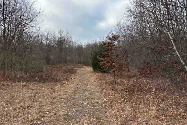 Locust Gap 62