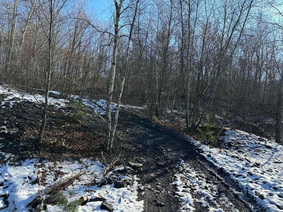 Locust Gap 12 photo 2