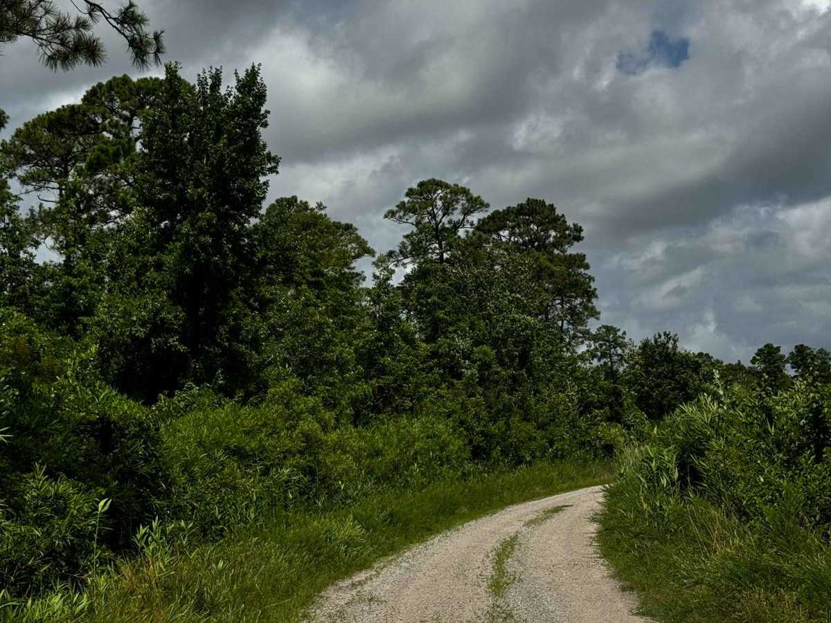 Western Road Pocosin National Wildlife Refuge photo 2