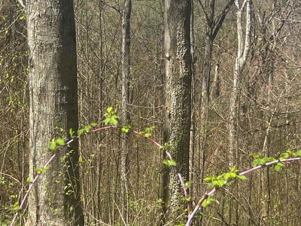 Morrell Hollow photo 2