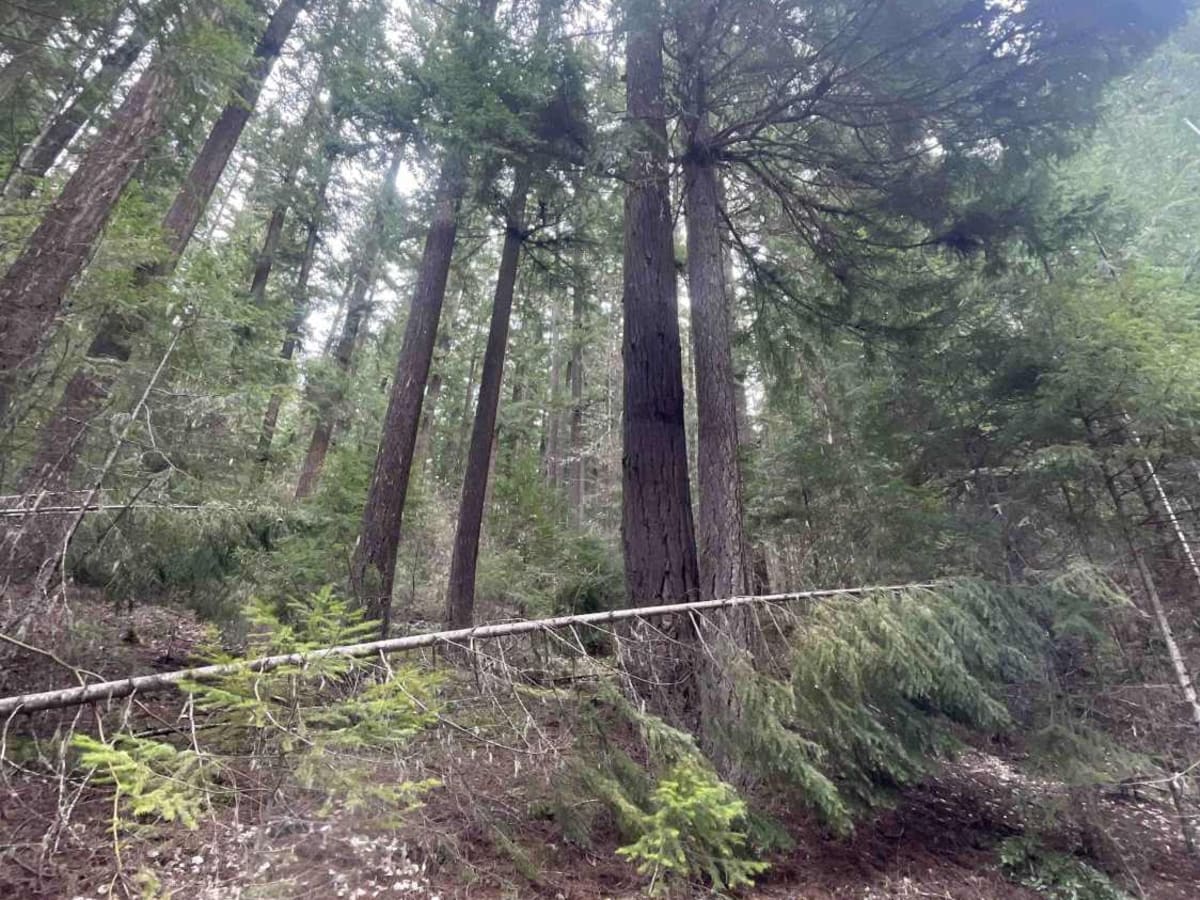 National Forest Development Road 4660 photo 2