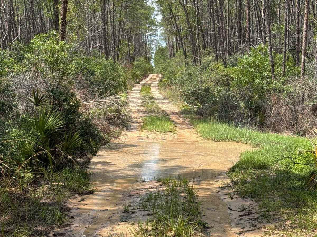 Ocala National Forest 40-14.6 photo 2