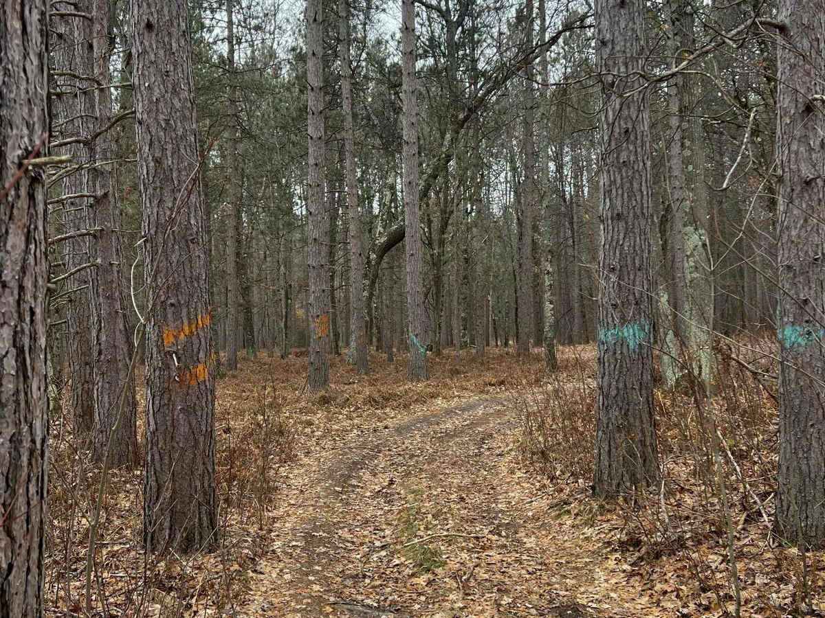 NFS 6199 trail photo