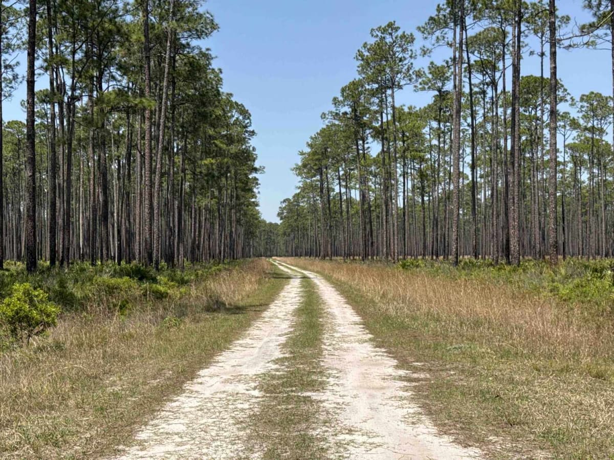 Cline - Osceola NF 286 photo 3