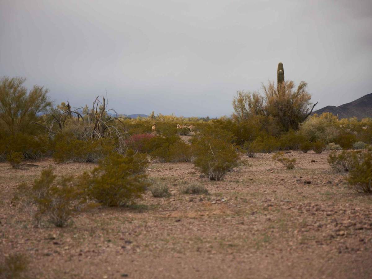 BLM AZ 065 trail photo