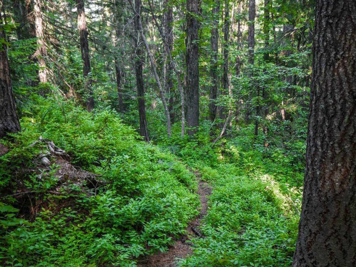 Mozier Peak trail photo