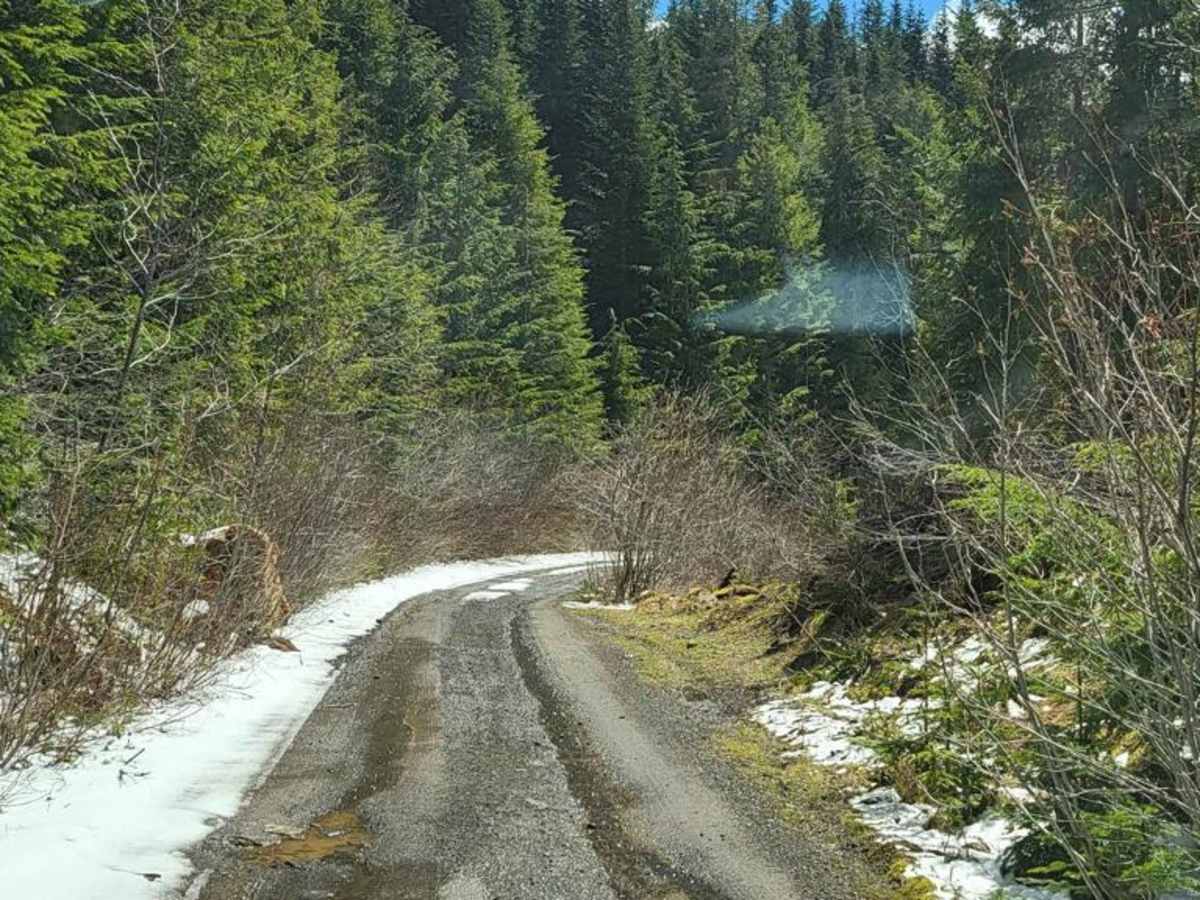 NF 7726000 trail photo