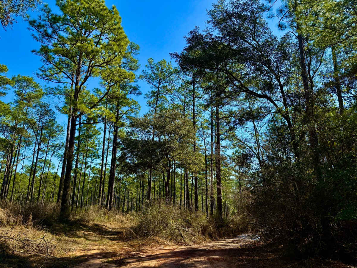 Florida State R57 photo 2