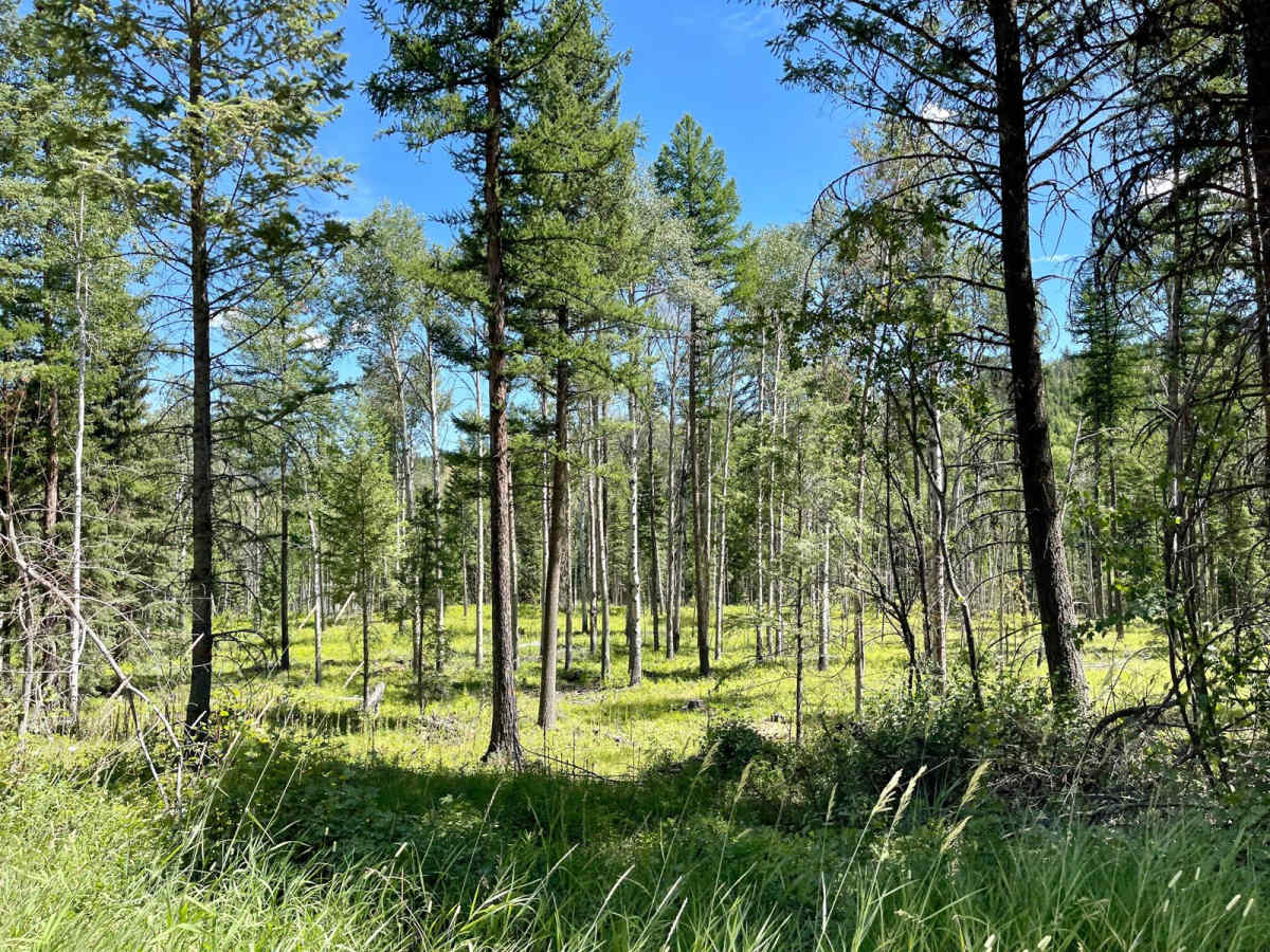 Wild Bill OHV Trailhead photo 5