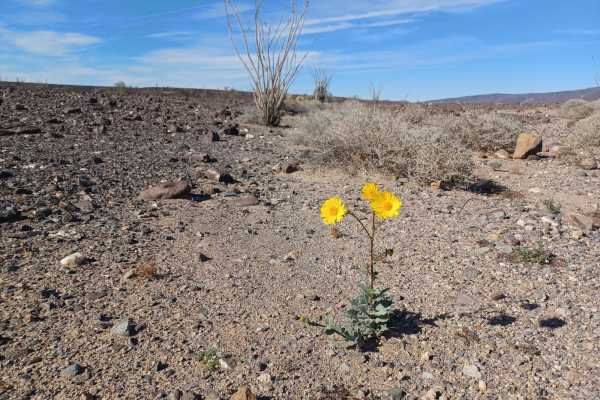 Lone Flower