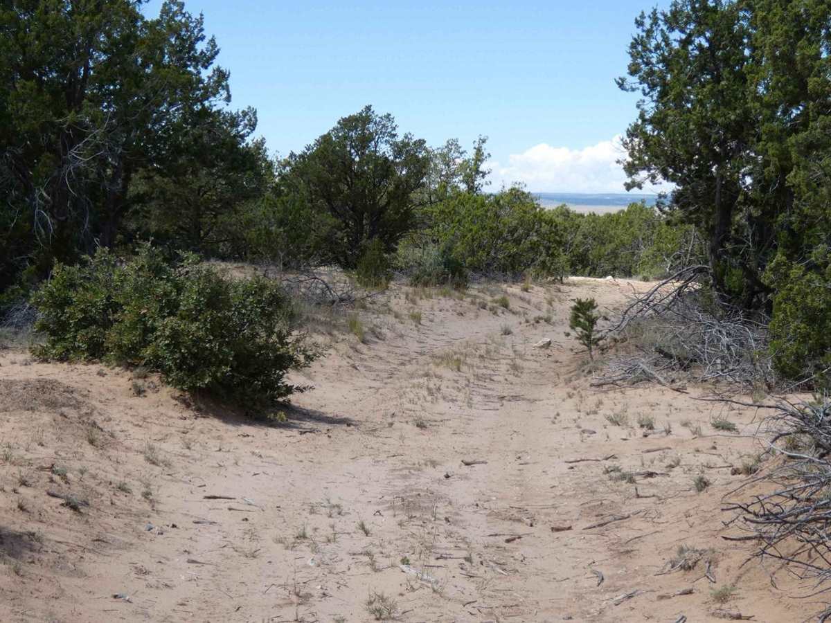 Wandering Wake trail photo
