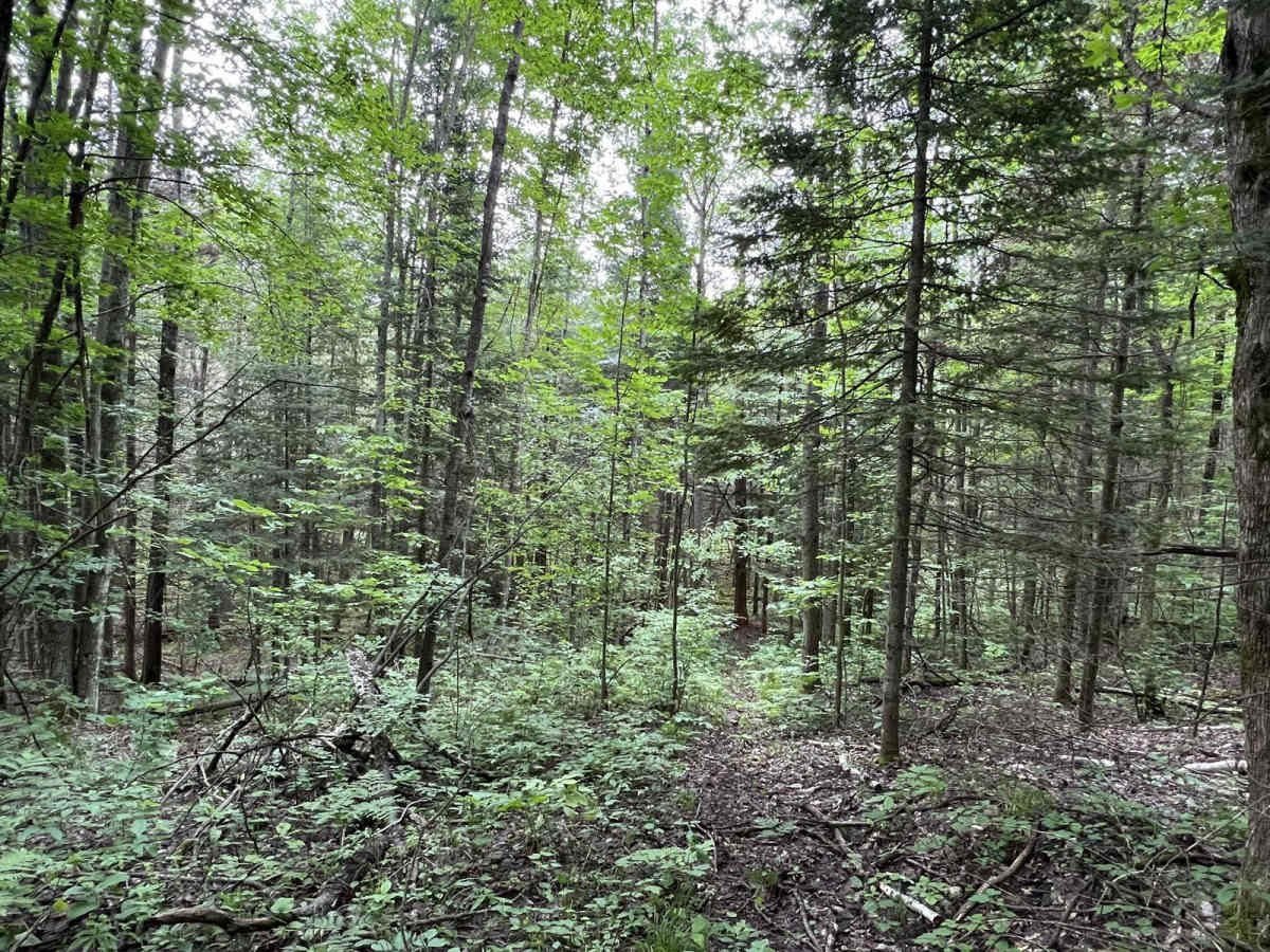 Avery Lake Sidetrack photo 5